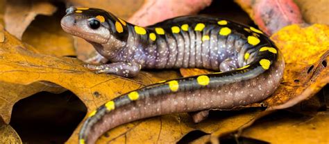 7 Reasons Amphibians Are Awesome