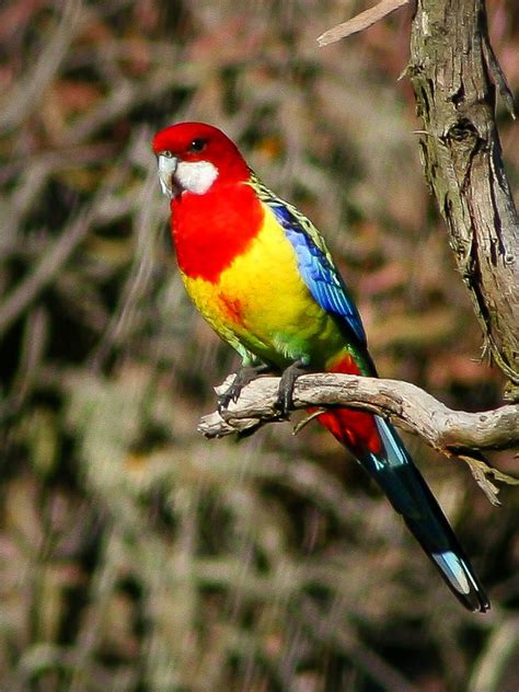 About Beautiful Australian Birds