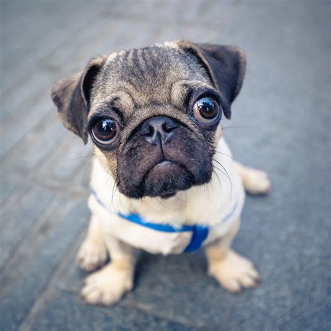 All 94 Images The Cutest Pug In The World Stunning