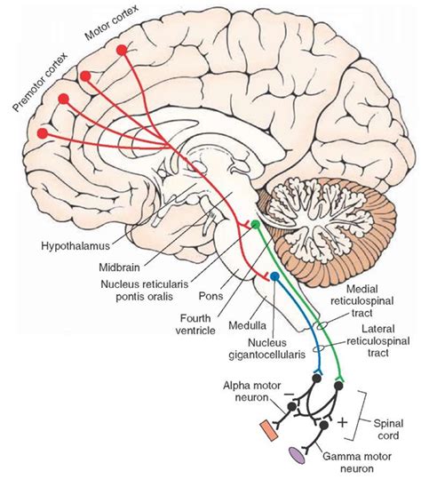 Descending Motor Pathways To The Spinal Cord From The Pons And Medulla