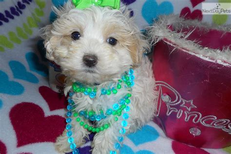 Shayla Malti Poo Maltipoo Puppy For Sale Near Dallas Fort Worth