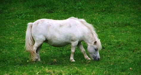 A Pony Is Not a Young Horse, Despite Common Misconception