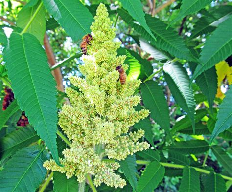 Staghorn Sumac Rhus Typhina Photographed June 13 2016 In Center