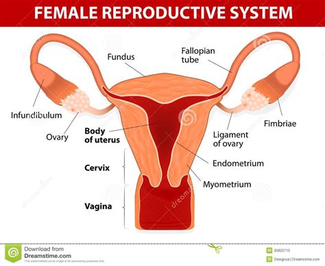 Topographical anatomy and peritoneal relationships; Internal Female Anatomy Pictures | Female reproductive ...