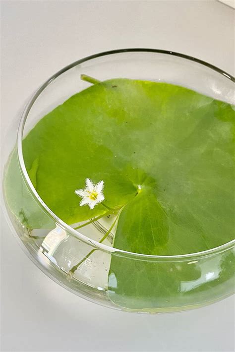 This will also help your peace lily produce more stalks. Water Lily Arrangement - Indoor Plants | Plantshop.me