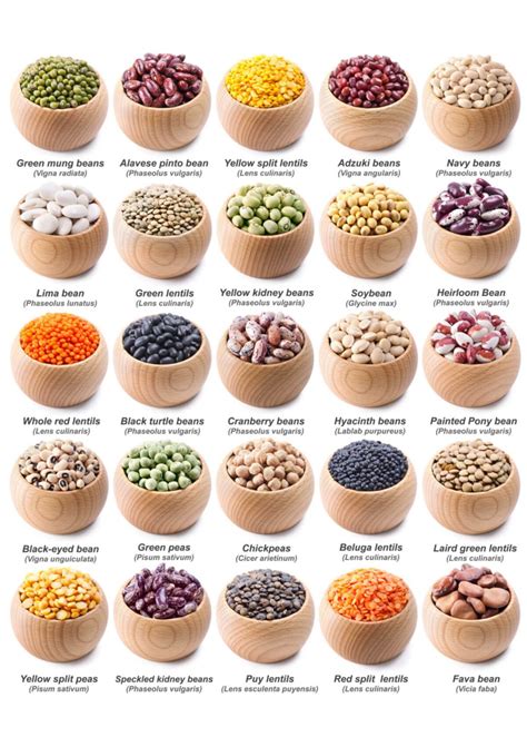 Legumes Everything You Need To Know About Legumes
