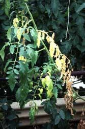 About fusarium fungus the fungus attacks plants in the nightshade family such as tomatoes and peppers. Fitopatologia: octubre 2012