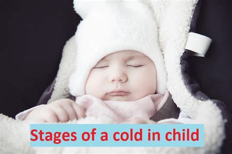 Stages Of A Cold In Humans 2024