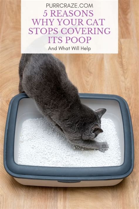 5 Reasons Why Your Cat Stops Covering Its Poop Purr Craze