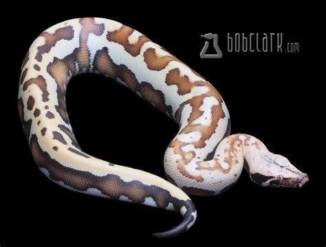 Golden Eye Short Tailed Python Traits Morphpedia