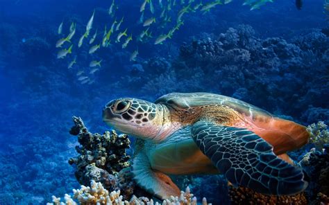 Sea Turtle Desktop Wallpaper