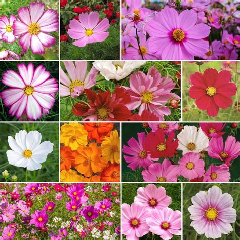 Crazy For Cosmos Cosmos Seed Mix Fall Perennials Flowers Perennials