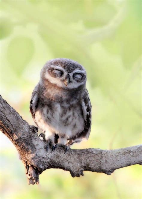The Spotted Sleepy Owl By Subhash Masih On 500px Sleepy Owl Animal