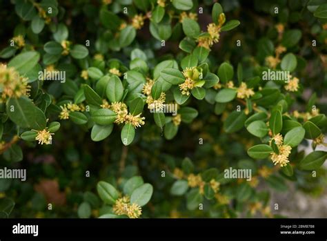 Buxus Sempervirens In Bloom Stock Photo Alamy