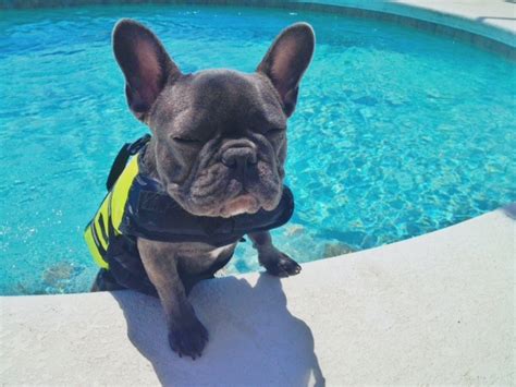 Let's see if french bulldogs sink or swim! exactly how i feel about swimming Best Quotes Love ...