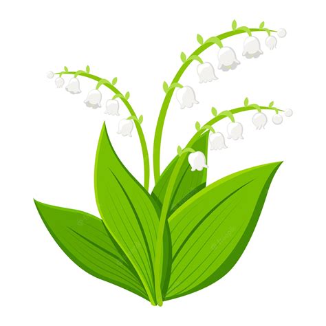 Premium Vector Lily Of The Valley Flower Isolated On White Background