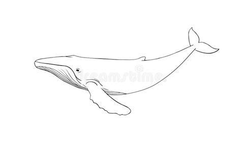 Humpback Whale Line Art Vector Whale Linear Sketch Drawing Isolated On