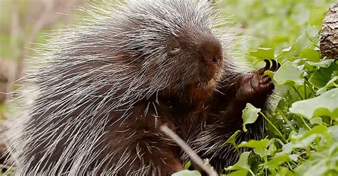 This Adorable Porcupine Will Give You 30000 Reasons To Think Again