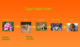 Tiger Food Chain Diagram