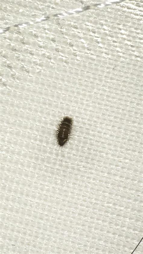 Bed Bugs Mattress Can Bed Bugs Live In Memory Foam Mattresses Bed
