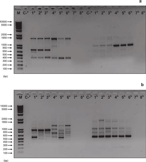Random Amplified Polymorphic Dna Banding Profiles Obtained Using