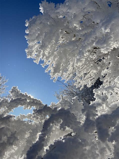Frost Covered Trees Skyspy Photos Images Video