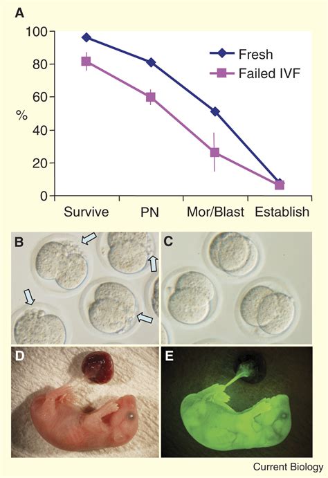 Establishment Of Mouse Embryonic Stem Cell Lines From Somatic Cell