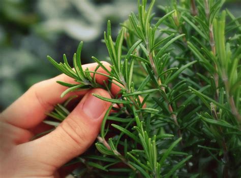 Rosemary Plant How To Plant Grow And Care For Rosemary Plants