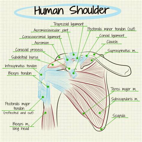 However, it is an unstable joint because of the range of motion allowed. Shoulder Work: Self-Assessment and Development | Breaking ...
