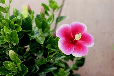 Hibiscus Flower Hawaii · Free Photo On Pixabay