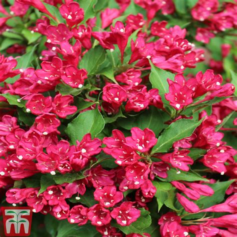 Weigela All Summer Red Slingco 1 Plants Thompson And Morgan