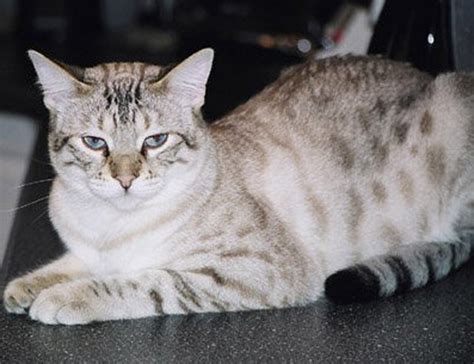 The bengal cat is a wildcat/domestic cat hybrid … bengal owners say their cats are intelligent, vocal, and very active. Top 10 white bengal cat | AmO