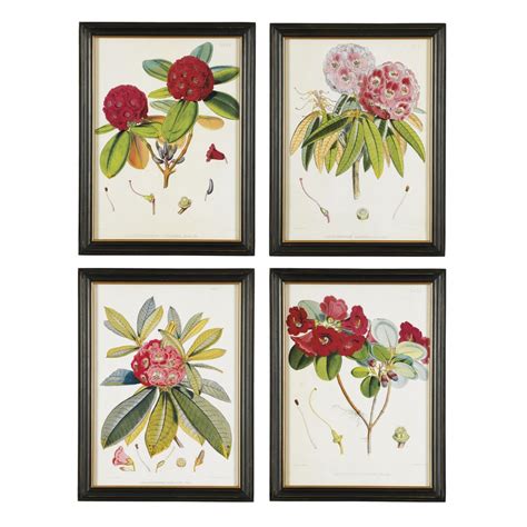 Red Rhododendron Framed Print Framed Botanical Prints Framed Prints