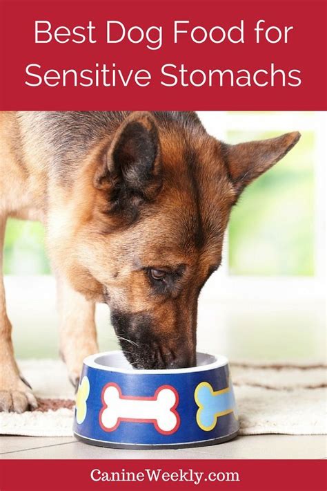 The 8 best natural dog foods of 2021. 5 Best Dog Foods for Sensitive Stomach and Diarrhea [2021 ...