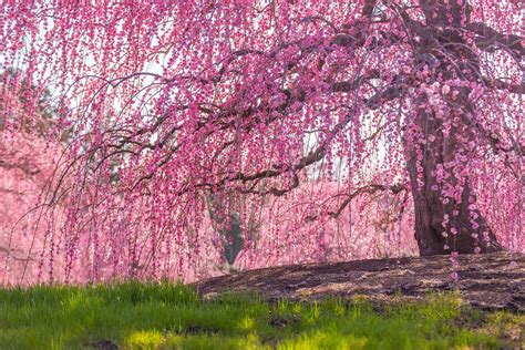 National Arboretum In Dc Cherry Blossom Arboretum Pink Flowering Trees