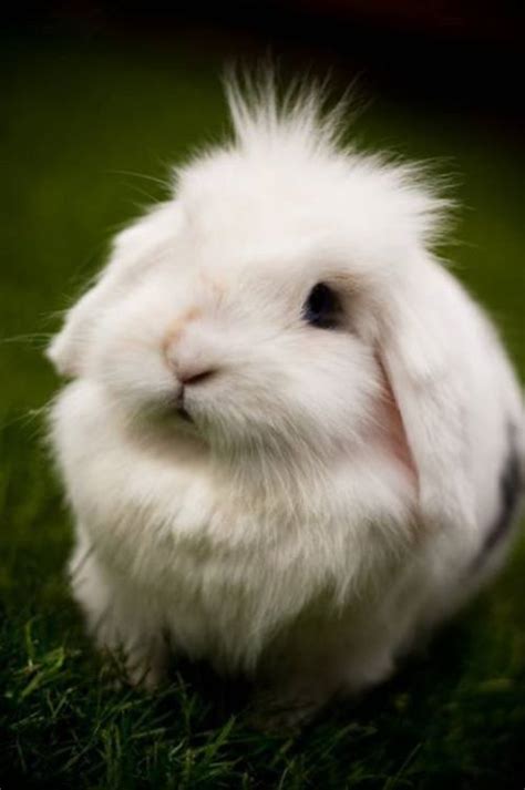 Fluffy White Bunny Aminal Planet Pinterest