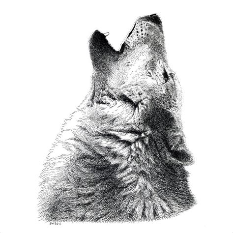 19 Amazing Collection Of Wolf Drawing Design Trends