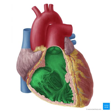 Heart Ventricles Anatomy Function And Clinical Aspects Kenhub