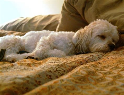 Do you want to know more about a dog's sleeping pattern? Why do dogs sleep at the foot of the bed? | HubPages