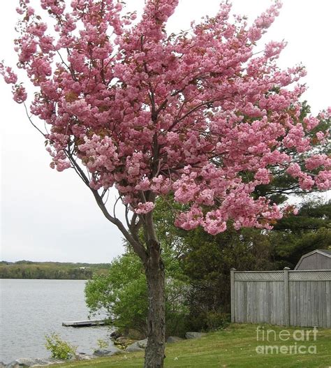 Pink Tree Flowering Crabapple Tree On The Shoreline Photograph By