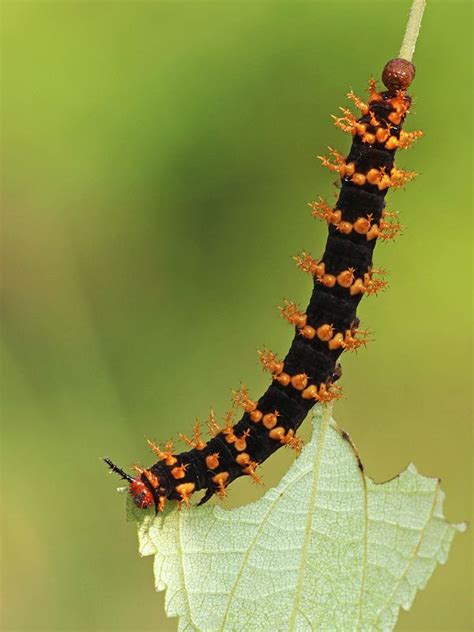 Malayan Eggfly Caterpillar Weird Insects Caterpillar Insect