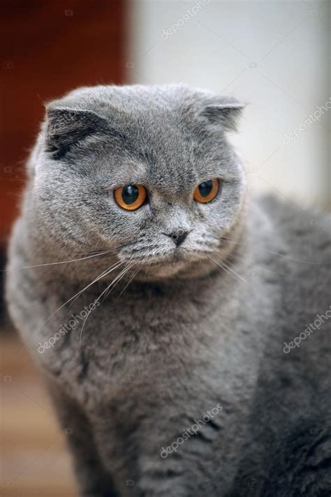 Scottish Fold Cat Grey — Stock Photo © Evdoha 13900312