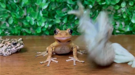 angry jump [frog and toad] youtube
