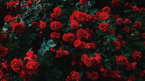 Download Wallpaper 1366x768 Roses Bush Bloom Garden Red Contrast