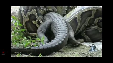 Anaconda Eats A Aligator Alive Youtube