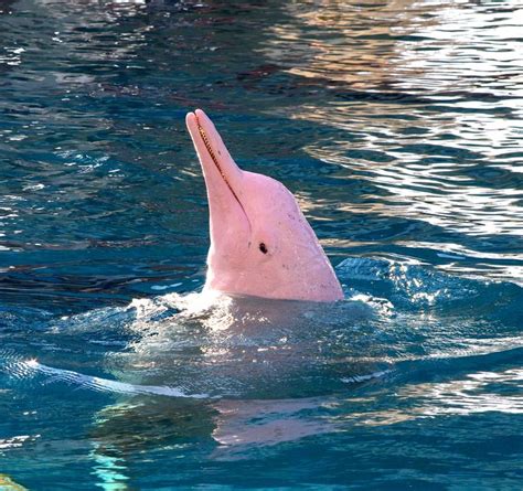 Pink Dolphin Pink River Dolphin Pink Dolphin River Dolphin