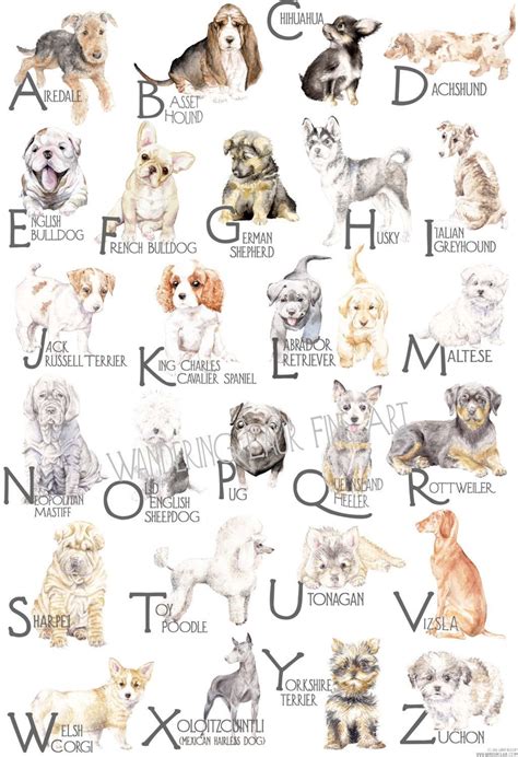 Abc Dog Breeds Alphabet Poster Original Watercolors Dog Breed Art