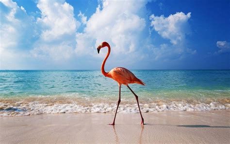 Flamingo Bird Wallpapers Wallpaper Cave