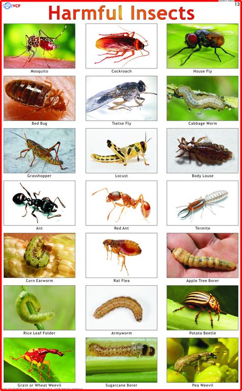 Harmful Insects Charts At Rs 150pieces Teaching Charts Id