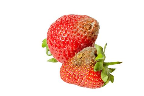 Rotten Strawberries Isolated On White Background Closeup Stock Photo